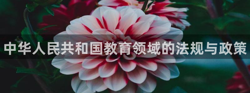 新宝5手机登陆