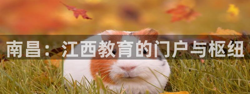 新宝5秒开